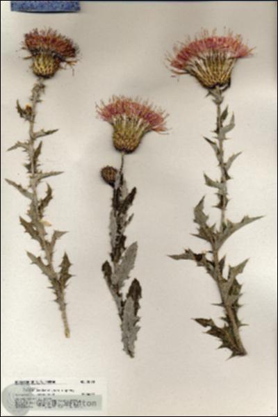 URN_catalog_HBHinton_herbarium_20470.jpg.jpg