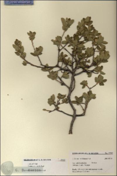 URN_catalog_HBHinton_herbarium_27537.jpg.jpg