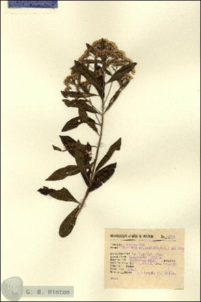 URN_catalog_HBHinton_herbarium_12894.jpg.jpg