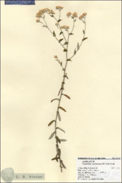 URN_catalog_HBHinton_herbarium_21523.jpg.jpg
