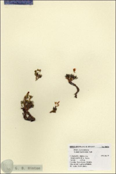 URN_catalog_HBHinton_herbarium_18475.jpg.jpg