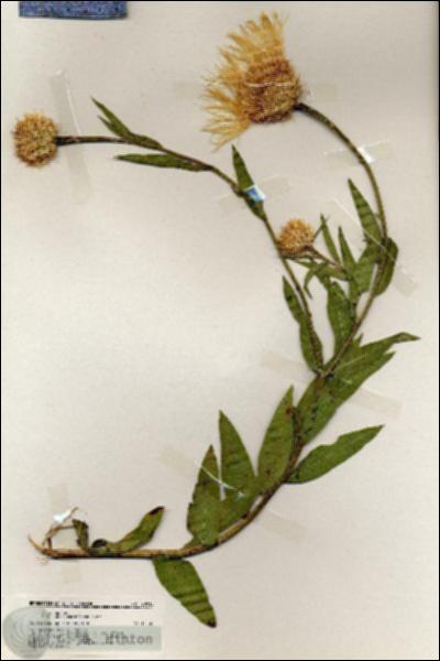 URN_catalog_HBHinton_herbarium_20018.jpg.jpg