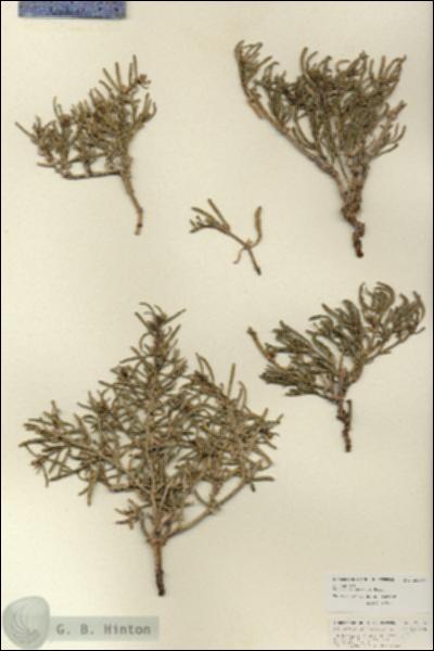 URN_catalog_HBHinton_herbarium_25994.jpg.jpg