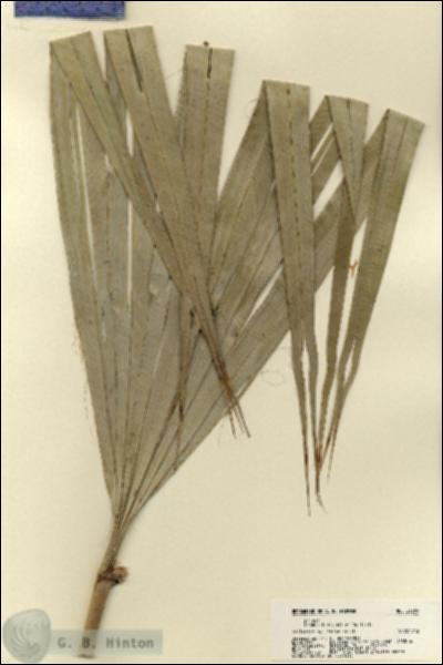 URN_catalog_HBHinton_herbarium_21889-1.jpg.jpg