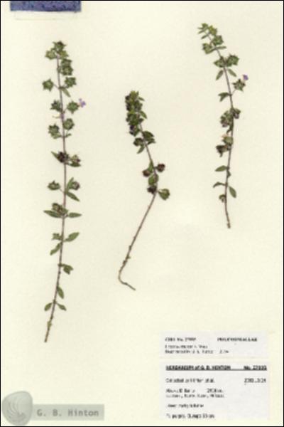 URN_catalog_HBHinton_herbarium_27995.jpg.jpg
