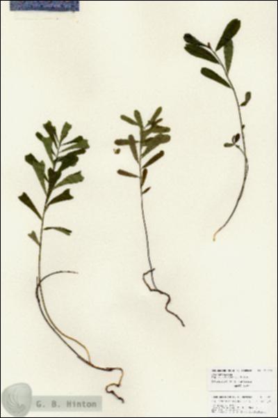 URN_catalog_HBHinton_herbarium_25929.jpg.jpg