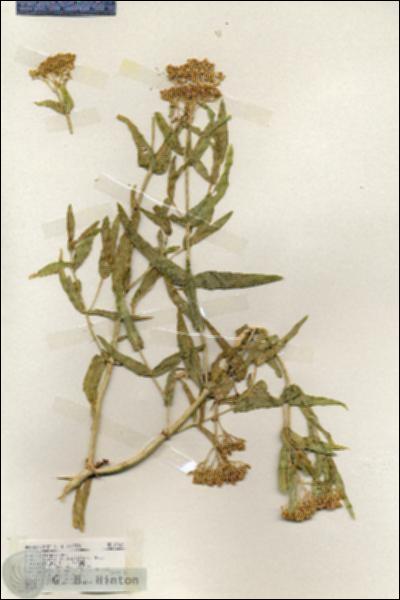 URN_catalog_HBHinton_herbarium_17865.jpg.jpg