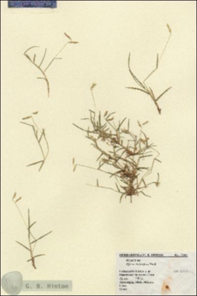 URN_catalog_HBHinton_herbarium_15192.jpg.jpg