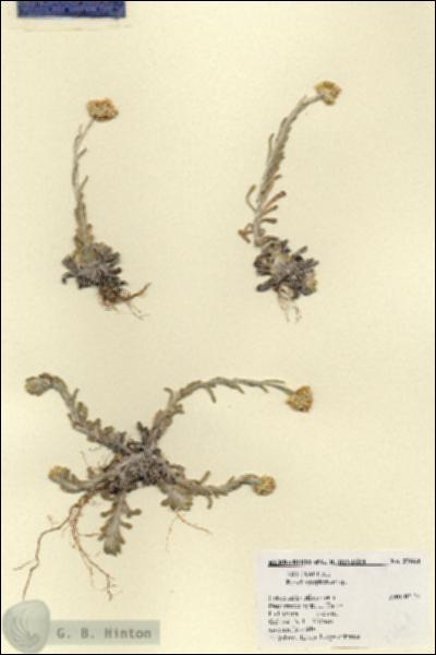 URN_catalog_HBHinton_herbarium_27664.jpg.jpg
