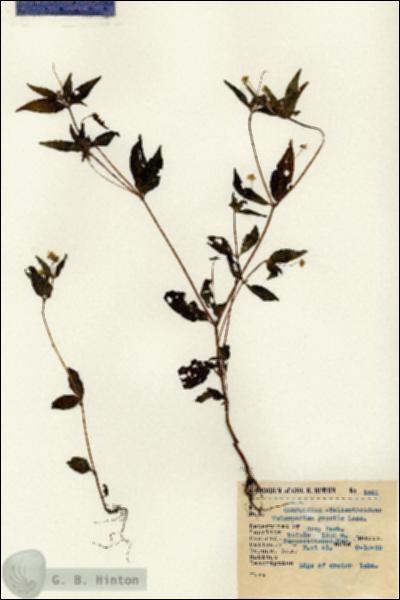 URN_catalog_HBHinton_herbarium_1661.jpg.jpg