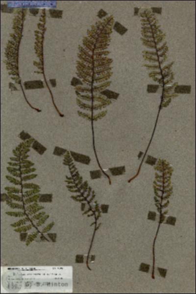 URN_catalog_HBHinton_herbarium_18092.jpg.jpg