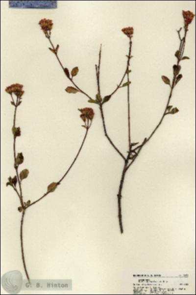URN_catalog_HBHinton_herbarium_22054.jpg.jpg