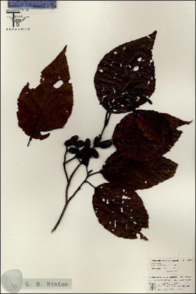 URN_catalog_HBHinton_herbarium_26442.jpg.jpg