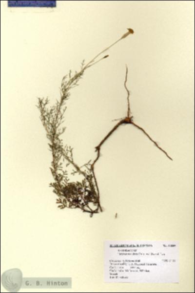URN_catalog_HBHinton_herbarium_12889.jpg.jpg