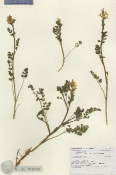URN_catalog_HBHinton_herbarium_18812.jpg.jpg