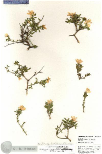 URN_catalog_HBHinton_herbarium_21048.jpg.jpg