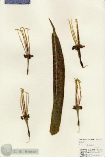 URN_catalog_HBHinton_herbarium_25331.jpg.jpg
