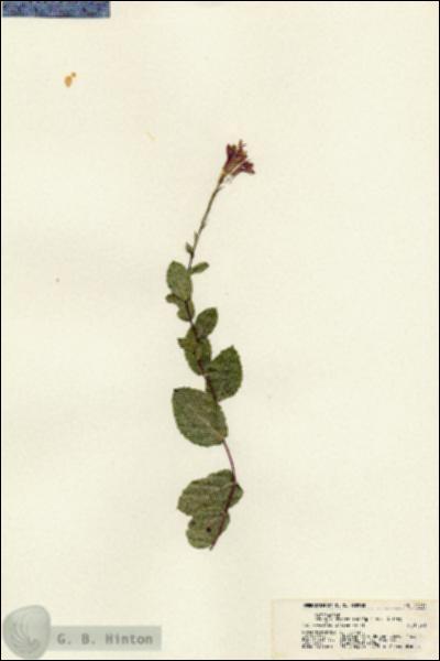 URN_catalog_HBHinton_herbarium_21714.jpg.jpg