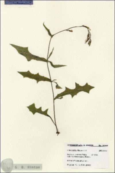 URN_catalog_HBHinton_herbarium_28169.jpg.jpg
