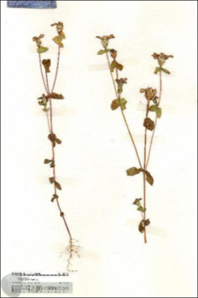 URN_catalog_HBHinton_herbarium_20015.jpg.jpg