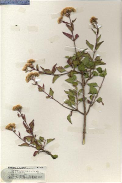 URN_catalog_HBHinton_herbarium_19990.jpg.jpg