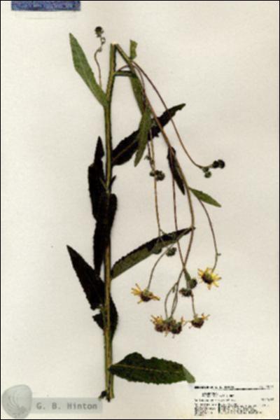 URN_catalog_HBHinton_herbarium_20771.jpg.jpg