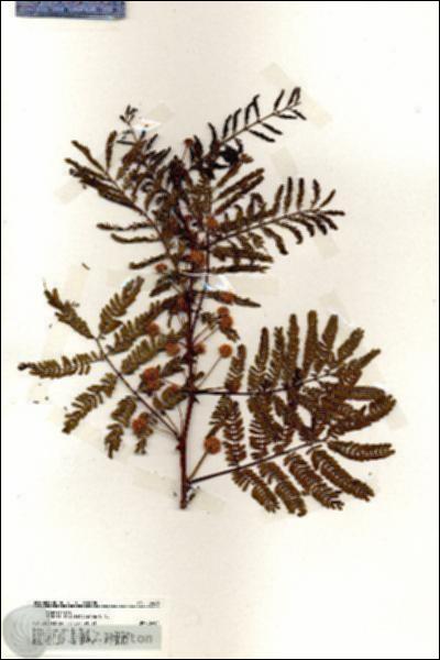 URN_catalog_HBHinton_herbarium_19466.jpg.jpg