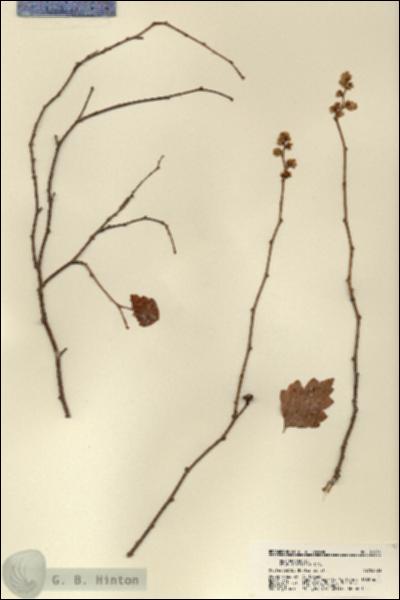 URN_catalog_HBHinton_herbarium_21814.jpg.jpg