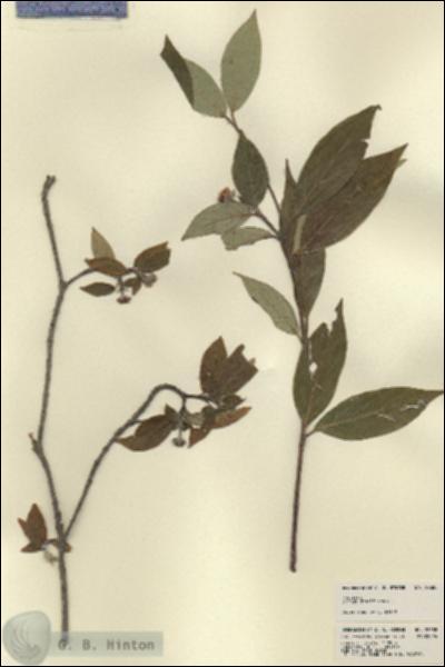 URN_catalog_HBHinton_herbarium_22688.jpg.jpg