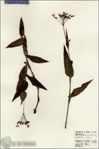 URN_catalog_HBHinton_herbarium_22915.jpg.jpg