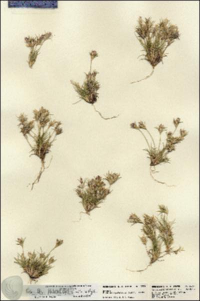 URN_catalog_HBHinton_herbarium_22331.jpg.jpg