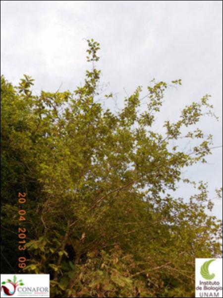 51833_S1_ARC_20130414_001_001.jpg.jpg