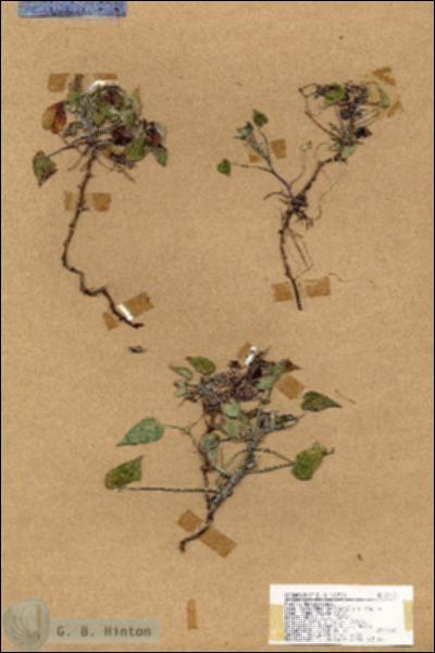 URN_catalog_HBHinton_herbarium_19118.jpg.jpg