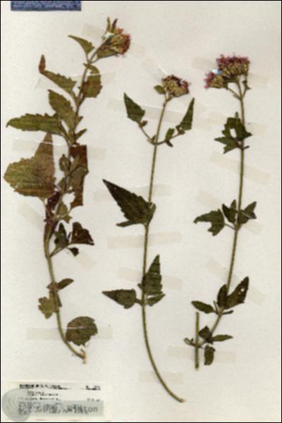 URN_catalog_HBHinton_herbarium_19934.jpg.jpg