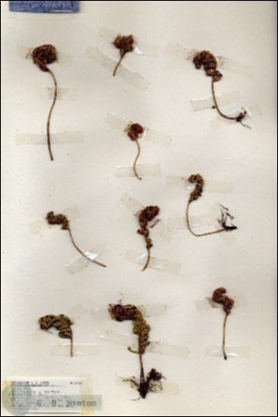 URN_catalog_HBHinton_herbarium_19368.jpg.jpg