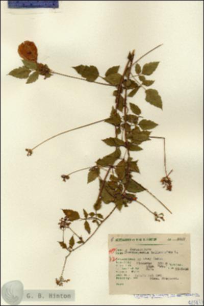 URN_catalog_HBHinton_herbarium_9807.jpg.jpg