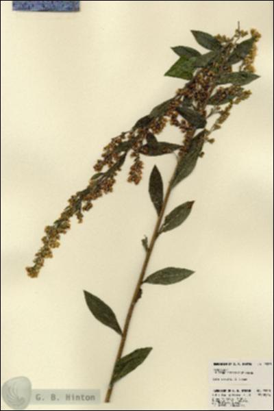 URN_catalog_HBHinton_herbarium_23323.jpg.jpg