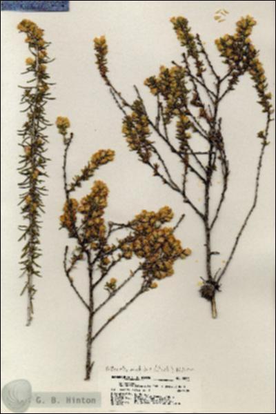 URN_catalog_HBHinton_herbarium_20225.jpg.jpg