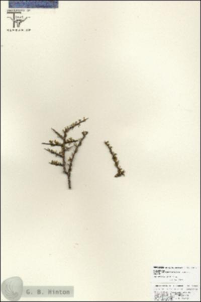 URN_catalog_HBHinton_herbarium_25882.jpg.jpg