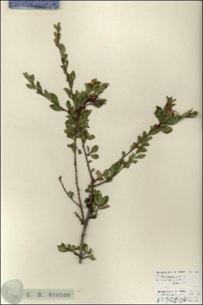 URN_catalog_HBHinton_herbarium_27087.jpg.jpg