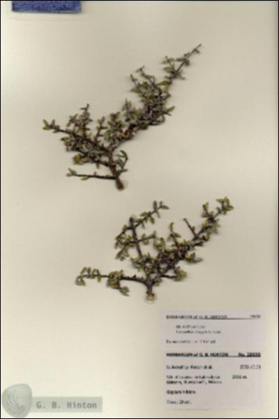 URN_catalog_HBHinton_herbarium_28090.jpg.jpg