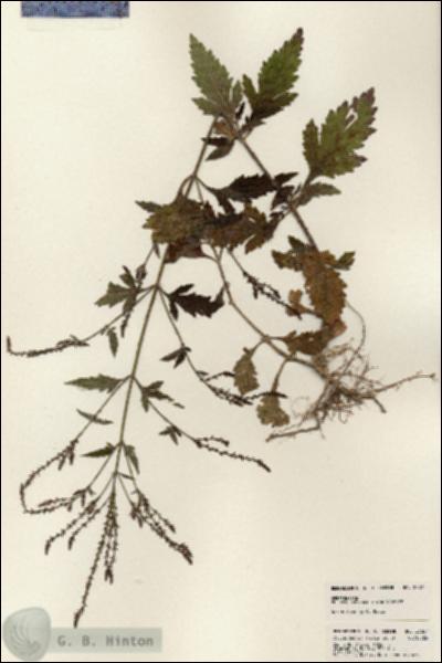 URN_catalog_HBHinton_herbarium_23827.jpg.jpg