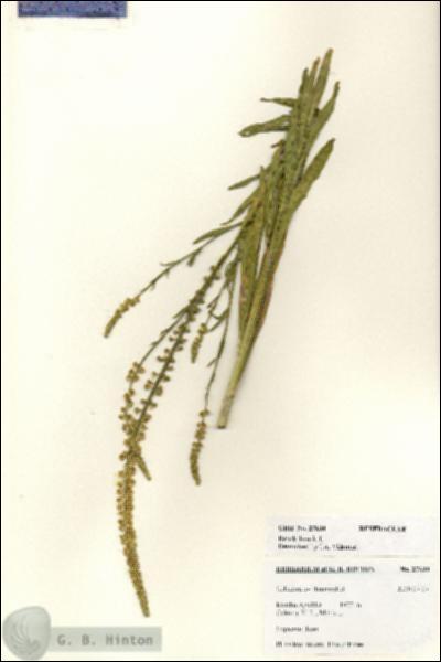 URN_catalog_HBHinton_herbarium_27604.jpg.jpg
