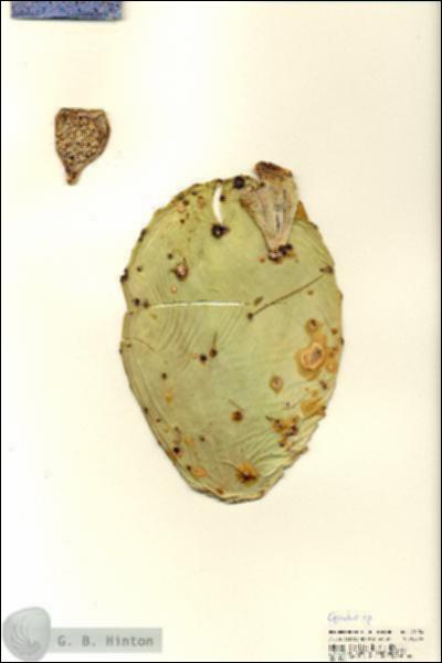 URN_catalog_HBHinton_herbarium_21154.jpg.jpg