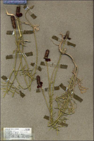 URN_catalog_HBHinton_herbarium_19541.jpg.jpg