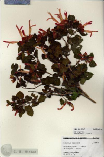 URN_catalog_HBHinton_herbarium_27247.jpg.jpg