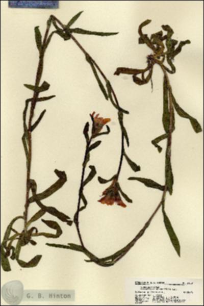 URN_catalog_HBHinton_herbarium_21859.jpg.jpg