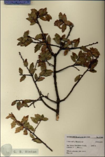 URN_catalog_HBHinton_herbarium_27301.jpg.jpg