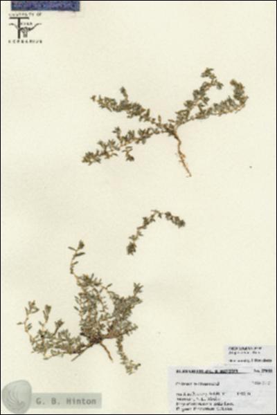 URN_catalog_HBHinton_herbarium_25818.jpg.jpg