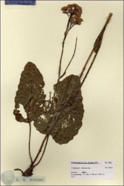 URN_catalog_HBHinton_herbarium_1266.jpg.jpg